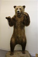 藏品(棕熊標本)的圖片