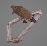 藏品(鴨嘴獸標本)的圖片