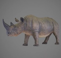 藏品(犀牛模型)的圖片