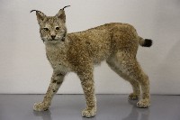 藏品(歐亞猞猁標本)的圖片