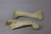 藏品(羊腿骨標本)的圖片
