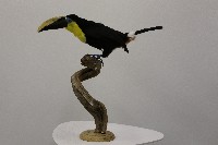 藏品(黑顎巨嘴鳥標本)的圖片