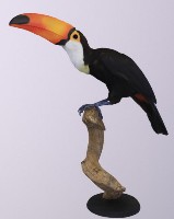 藏品(托哥巨嘴鳥標本)的圖片