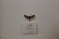 藏品(六星燈蛾)的圖片