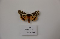 藏品(豹燈蛾)的圖片
