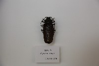 藏品(鋸天牛)的圖片