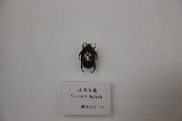 藏品(玫瑰金龜)的圖片
