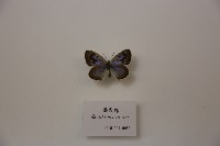 藏品(霾灰蝶)的圖片