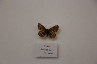 藏品(網蛺蝶)的圖片