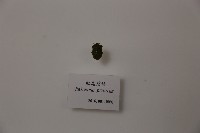 藏品(紅尾碧蝽)的圖片