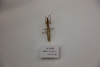 藏品(歐洲螳螂)的圖片