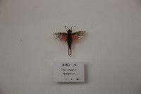 藏品(黑腿星翅蝗)的圖片