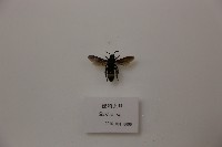 藏品(橙頭土蜂)的圖片