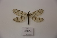 藏品(須蟻蛉)的圖片