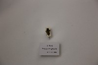 藏品(仰泳椿)的圖片