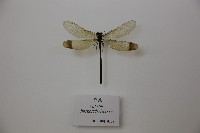 藏品(豆娘)的圖片