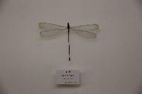 藏品(細蟌)的圖片