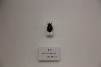 藏品(牙蟲)的圖片