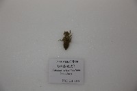 藏品((exuviae)春蜓(稚蟲蛻皮))的圖片