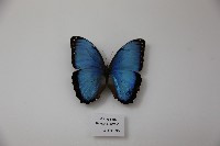 藏品(黑框藍閃蝶)的圖片