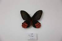 藏品(曙鳳蝶)的圖片