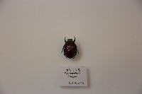 藏品(赤闊花金龜)的圖片