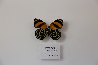 藏品(愛琴圖蛺蝶)的圖片