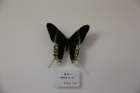 藏品(月亮蛾)的圖片