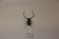 藏品(長臂天牛)的圖片