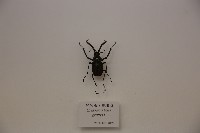 藏品(智利長牙鍬形蟲)的圖片