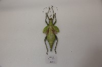 藏品(扁竹節蟲)的圖片