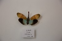 藏品(東方蠟蟬)的圖片