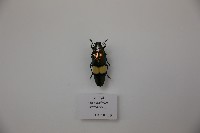 藏品(吉丁蟲)的圖片