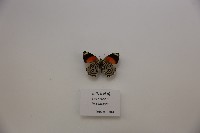 藏品(四色圖蛺蝶)的圖片