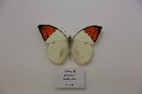 藏品(橙端粉蝶)的圖片