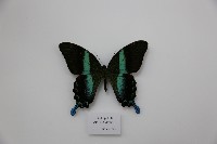 藏品(藍尾翠鳳蝶)的圖片