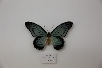 藏品(藍巨鳳蝶)的圖片