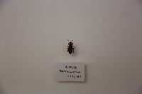 藏品(擬步行蟲)的圖片