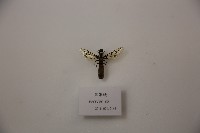 藏品(黑軍蟻)的圖片