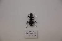 藏品(六斑步甲)的圖片