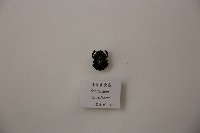 藏品(神聖糞金龜)的圖片