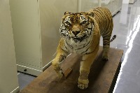 藏品(孟加拉虎標本)的圖片