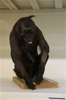 藏品(黑冠猴標本)的圖片