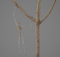 藏品(黃金頰長臂猿標本)的圖片