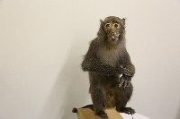 藏品(台灣獼猴標本)的圖片