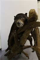 藏品(馬來熊標本)的圖片