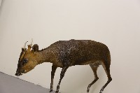藏品(山羌標本)的圖片