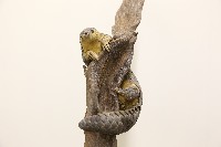 藏品(穿山甲標本)的圖片