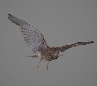 藏品(紅隼標本)的圖片