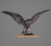 藏品(遊隼標本)的圖片